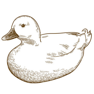 engraving drawing illustration of white duck bird