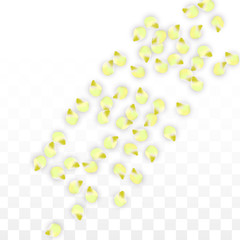 Vector Realistic Pink Petals Falling on Transparent Background.  Spring Romantic Flowers Illustration. Flying Petals. Sakura Spa Design. Blossom Confetti.