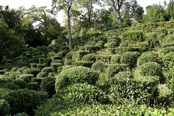 Laurel plantations