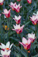 Flower Island Mainau