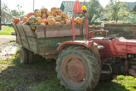 pumpkin hrvest on the tactor in village