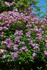 Obraz premium Rosa Veilchenblau - Rosier