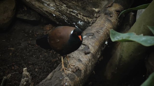pheasant pigeon sitting on the log