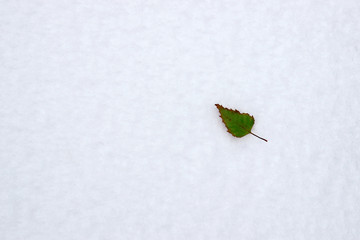 one green leaf on the snow