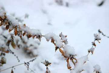 first snow on a branch