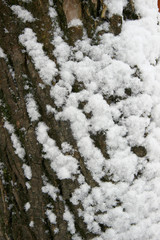 Fototapeta na wymiar Snow on a Tree Trunk