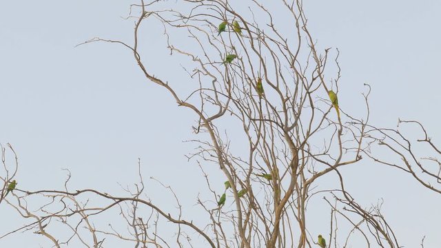 A flock of parrots of green drara with screaming is arranged for overnight on a dry tree