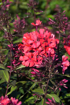 Phlox Paniculata Starfire