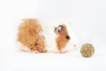 Guinea pig, small rodent and treat ball,