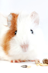 Guinea pig, a small rodent eating cereal food delicacies