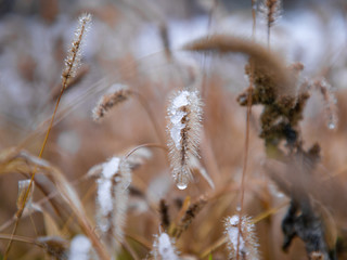 Fototapeta premium spike of grass