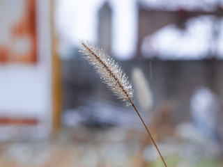 spike of grass