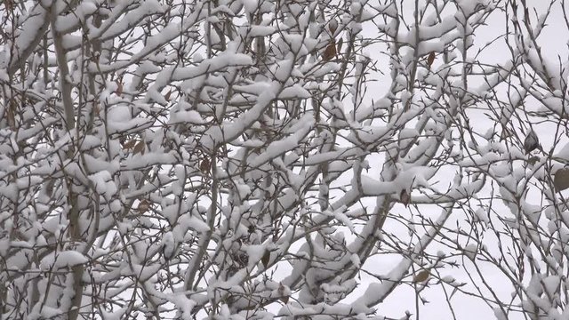 Winter video footage, morning snowfall in the city, on the branches of trees lies snow, cloudy weather