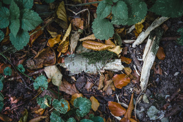 Day in woods