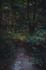 Obraz premium Day in woods