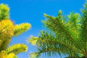 palm leaves on blue sky