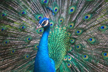 Fototapeta premium peacock