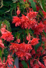 Begonia Belleconia Rose
