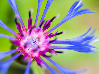 macro pink purple blue bachelor button flower