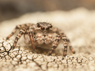 Jumping spider on ground with cracks, Czech Republic