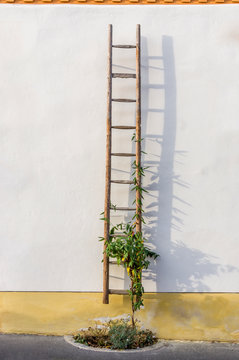 alte Holzleiter und Blumen als Dekoration an der Fassade eines restaurierten Fachwerkhauses teils verputzt