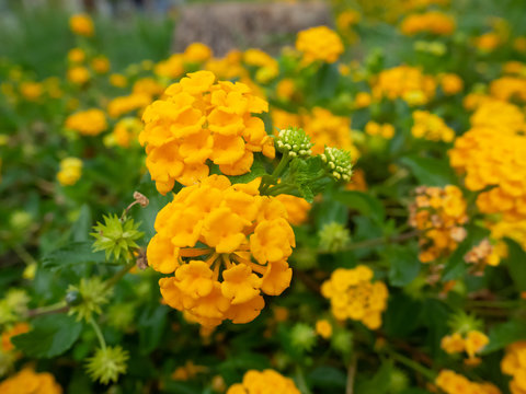Fototapeta Bright yellow big sage flowers - closeup shot