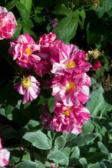 Rosa Gallica Versicolor - Rosier
