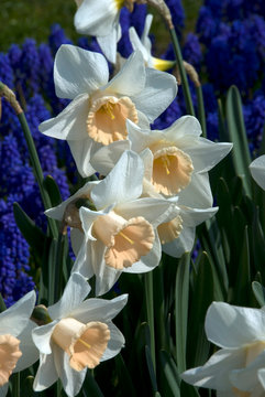 Narcissus Passionale - Narcisse