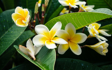 Yellow plumeria flowers in the rain - rain drops on petals and leaves