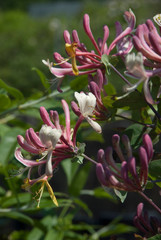 Lonicera Caprifolium