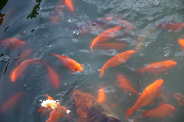 Colorful fishes swiming in the pond.