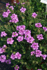 Verbena Magical Lilas Ameliore 07
