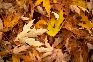 autumn leaves on the ground