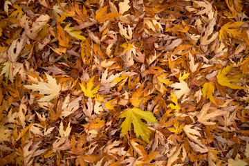 autumn leaves on the ground