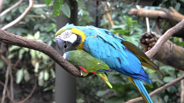 Blauer Papagei putzt kleinen gr&uuml;nen Papagei
