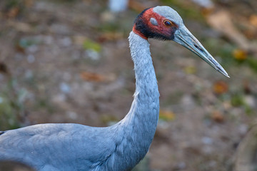 Fototapeta premium Red-crowned crane (Grus japonensis)