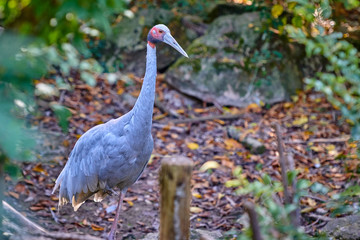 Red-crowned crane (Grus japonensis)