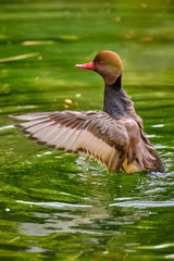 Redhead duck swimming in the water(Aythya americana)
