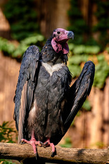 Red-headed vulture (Sarcogyps calvus)