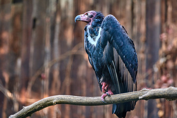 Red-headed vulture (Sarcogyps calvus)