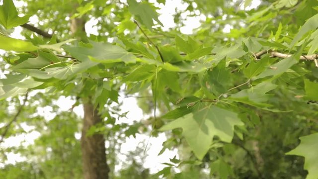 Maple leaves Close-up, green maple leaves in the wind, maple seeds