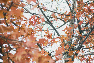 branch of a tree in autumn