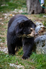 The spectacled bear (Tremarctos ornatus)