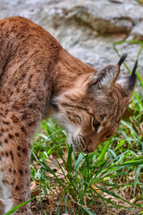 Naklejka na ściany i meble Eurasian lynx (Lynx lynx)