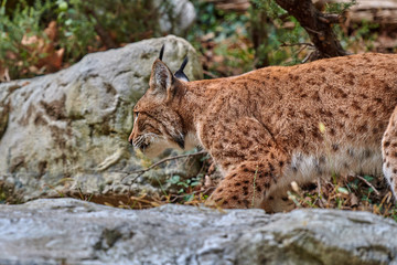 Eurasian lynx (Lynx lynx)