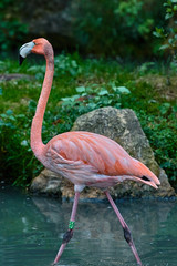 The greater flamingo (Phoenicopterus roseus)