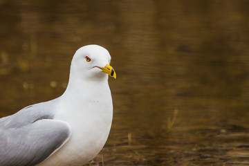 Lone curious Seagull looking for a meal in a puddle of water