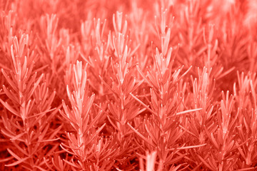 Coral color young fresh rosemary growing in the garden. Rosemary herb. Rosmarinus officinalis