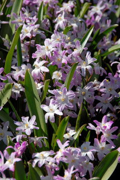 Chionodoxa Luciliae Pink Giant