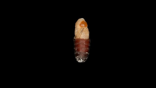 a fly pupa in a section shows the development of a fly larva inside on one of the stages